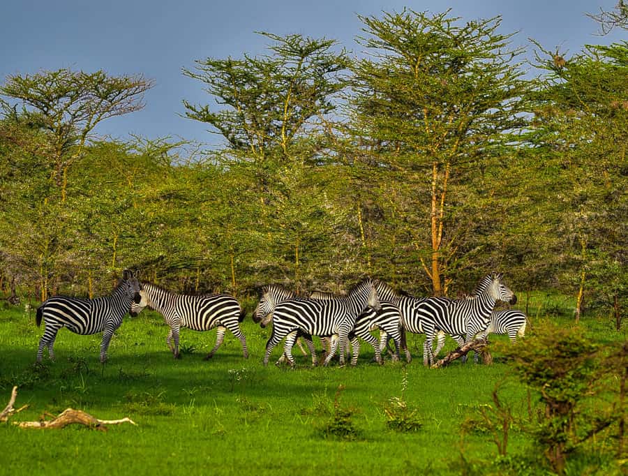 From Zanzibar: Day Safari to Selous Game Reserve with flight - Practical Tips Before You Go (So Your Day Starts Smooth)
