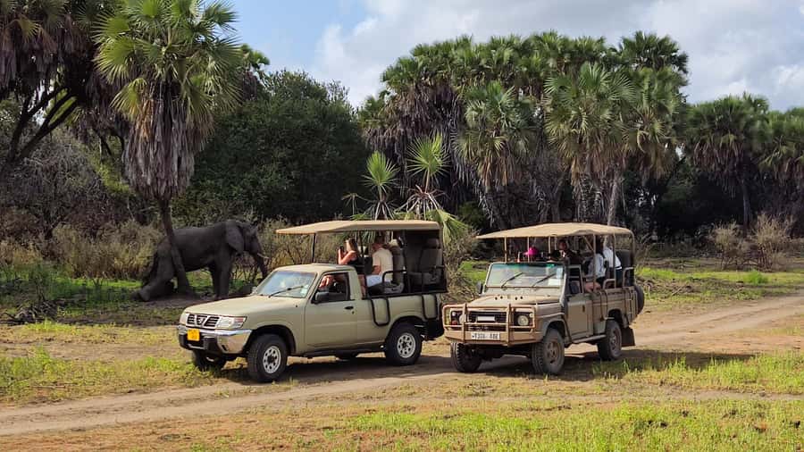 From Zanzibar: Day Safari to Selous Game Reserve with flight - Hotel Pickup and Airport Transfer: The Part Where Days Are Won