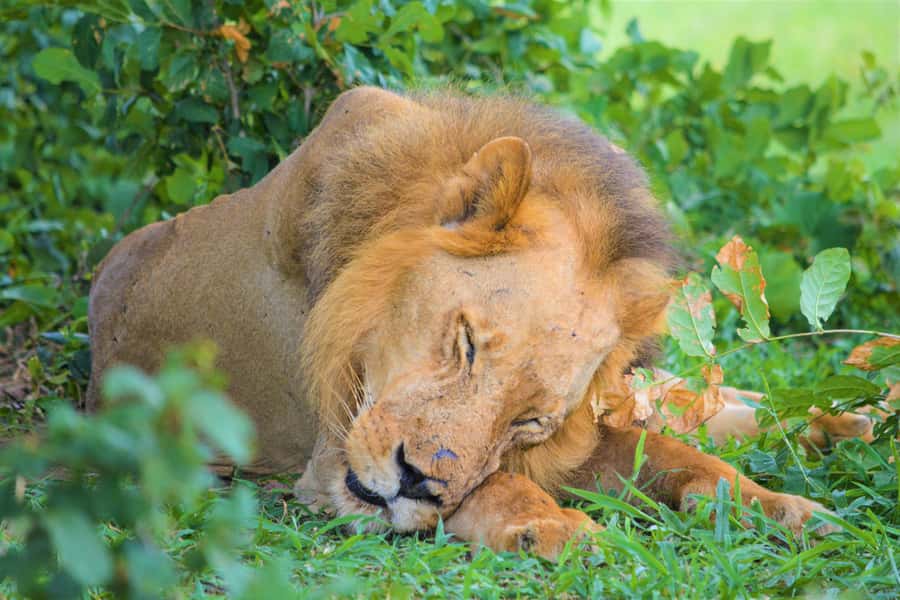 From Zanzibar: Day Selous Game Reserve Safari with Flights - Key Safari Takeaways From the Day Trip