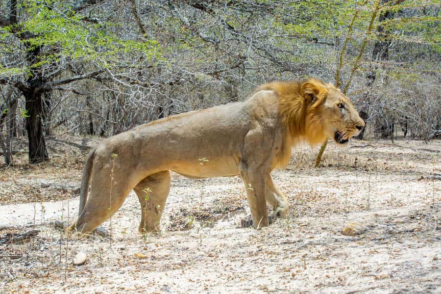 From Zanzibar: Day Selous Game Reserve Safari with Flights - Flying From Zanzibar to Nyerere, Without Losing the Whole Day