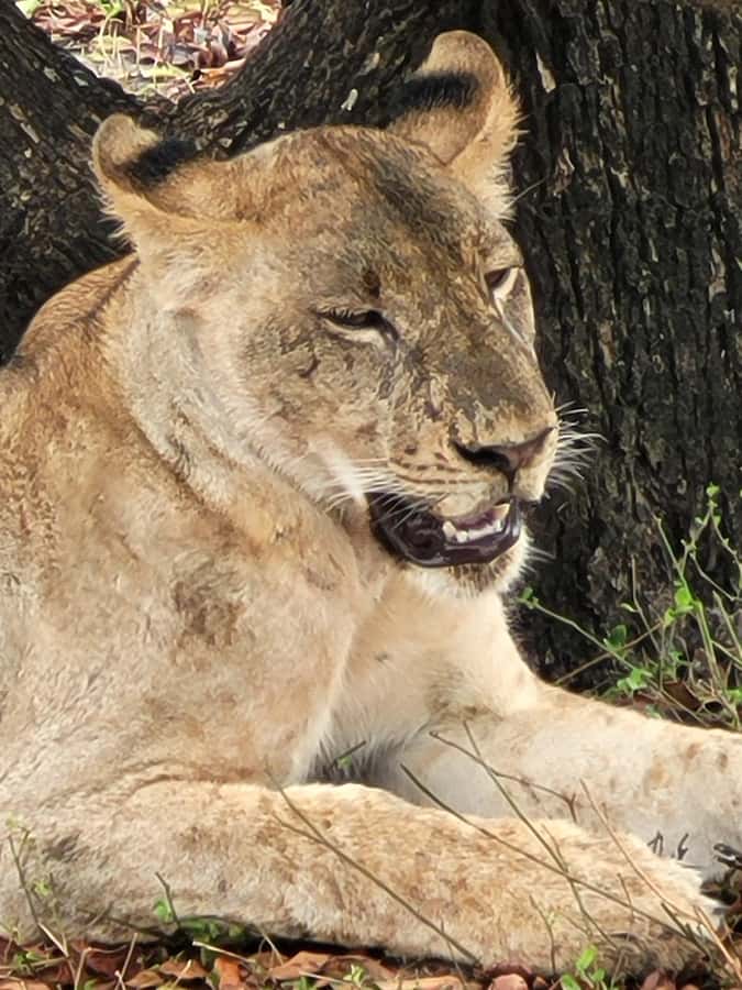 From Zanzibar: Day Selous Game Reserve Safari with Flights - Guide Style Matters: From Eli to Herman, Stories Change What You See