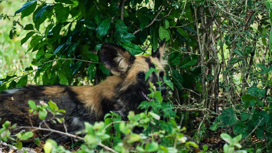From Zanzibar: Day Selous Game Reserve Safari with Flights - Road Conditions and Jeep Comfort: What to Consider Before You Go