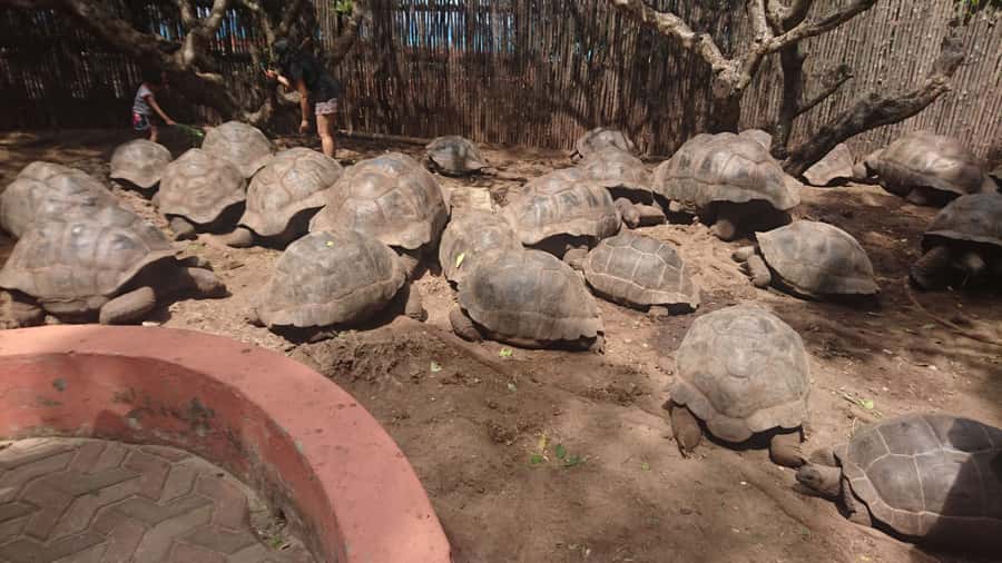 From Zanzibar: Half-Day Prison Island Tour - Key highlights you will feel the moment you arrive