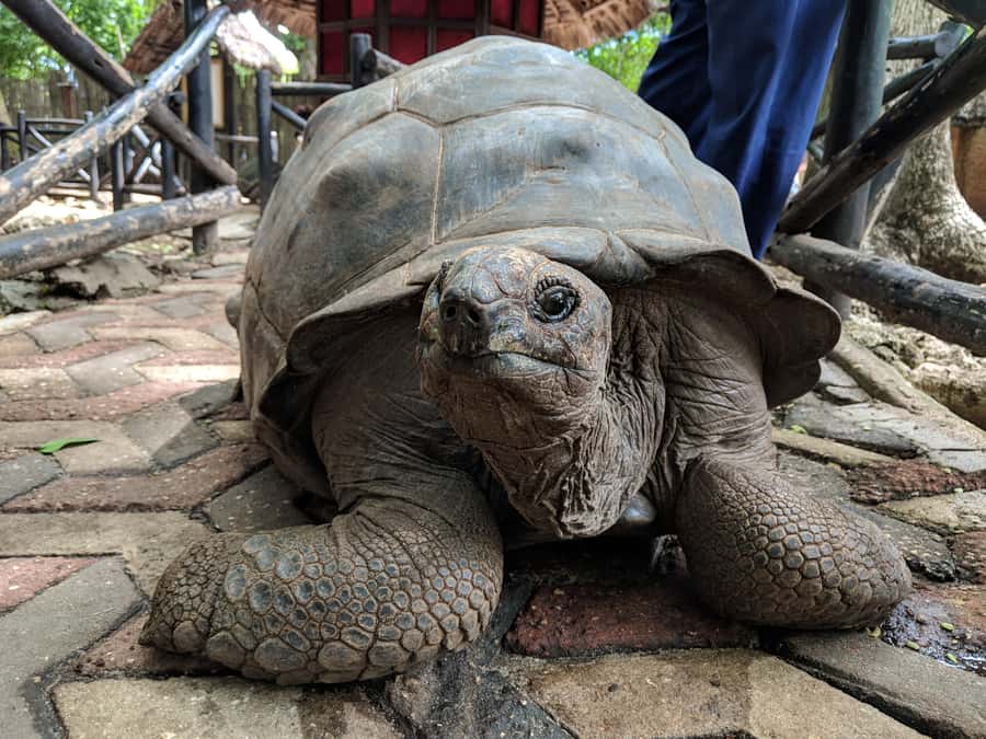 From Zanzibar: Half-Day Prison Island Tour - Feeding 50+ tortoises, plus peacocks and antelope