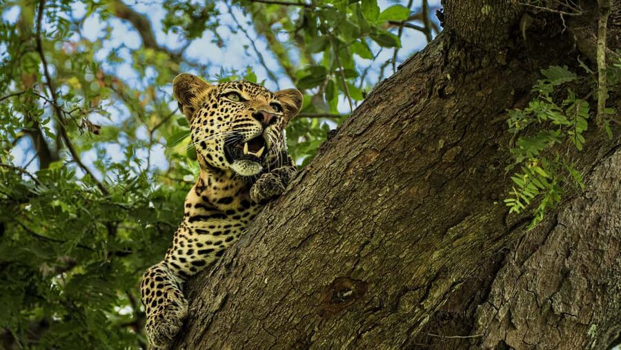 From Zanzibar: Mikumi Day Safari without hotel pickup - Quick highlights that make this Zanzibar to Mikumi day safari work