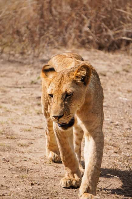 From Zanzibar: Mikumi Day Safari without hotel pickup - Your flight plan: arriving at Mikumi and launching into shared game drive mode