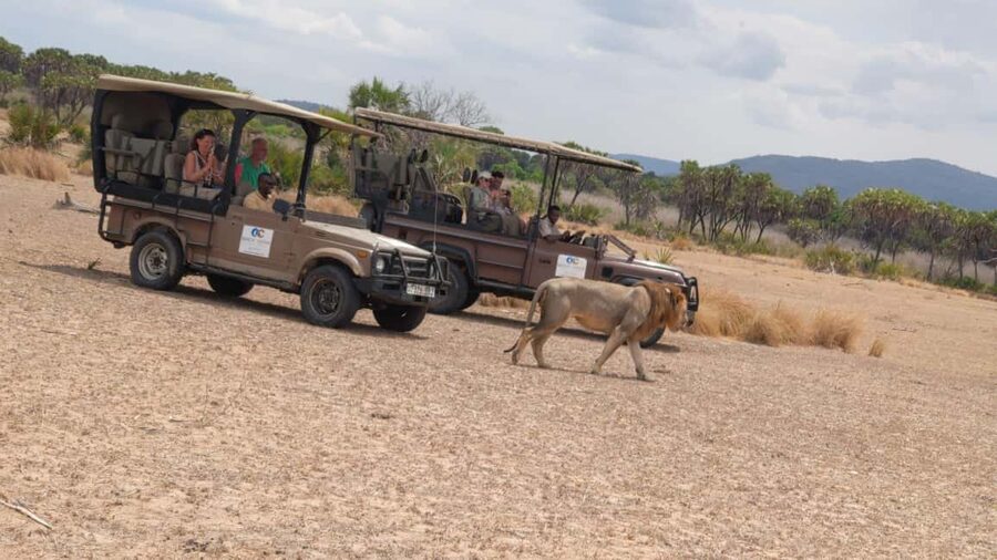From Zanzibar: Mikumi Day Safari without hotel pickup - The game drive itself: how you get wildlife sightings in one long day