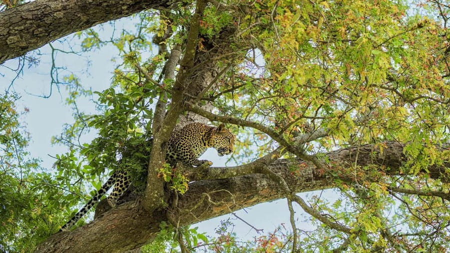 From Zanzibar: Mikumi Day Safari without hotel pickup - Bush lunch: fueling the afternoon without breaking the safari rhythm