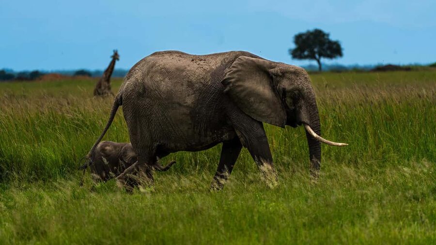 From Zanzibar: Mikumi Day Safari without hotel pickup - Who should book this safari, and who should skip it