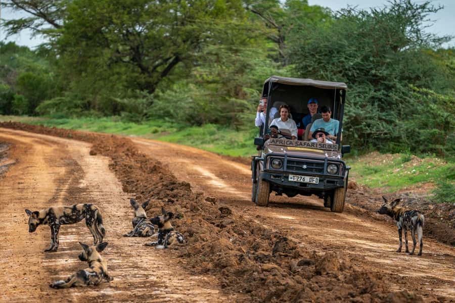 From Zanzibar: Mikumi Day Trip Safari By Flight. - Key Highlights You Will Care About