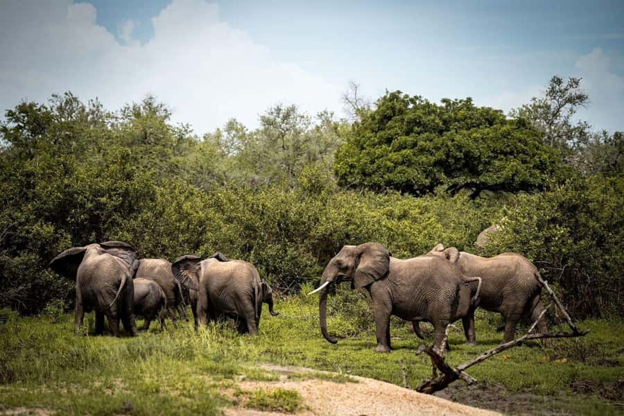 From Zanzibar: Mikumi Day Trip Safari By Flight. - Fly-In Safari From Zanzibar: Why One Day in Mikumi Makes Sense