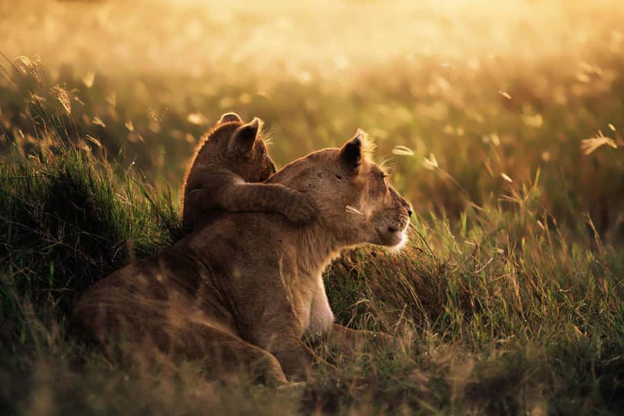 From Zanzibar: Mikumi Day Trip Safari By Flight. - Photos, Binoculars, and Safari Comfort in a 4x4