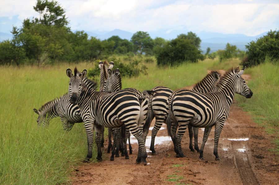 From Zanzibar: Mikumi Day Trip Safari By Flight. - What to Bring (and What to Skip) for a Smooth Safari Day