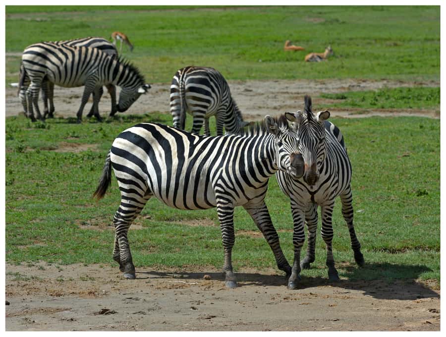 From Zanzibar: Mikumi National Park Guided Safari - Why Mikumi from Zanzibar works so well