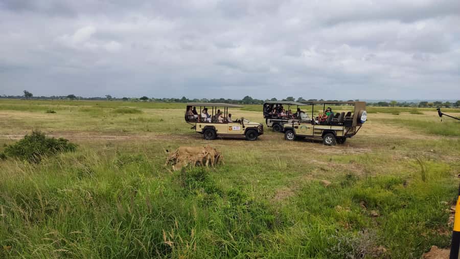 From Zanzibar: Mikumi National Park Guided Safari - Price and value: what $550 really buys you