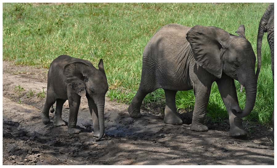 From Zanzibar: Mikumi National Park Guided Safari - The clock: your Zanzibar-to-Mikumi timetable