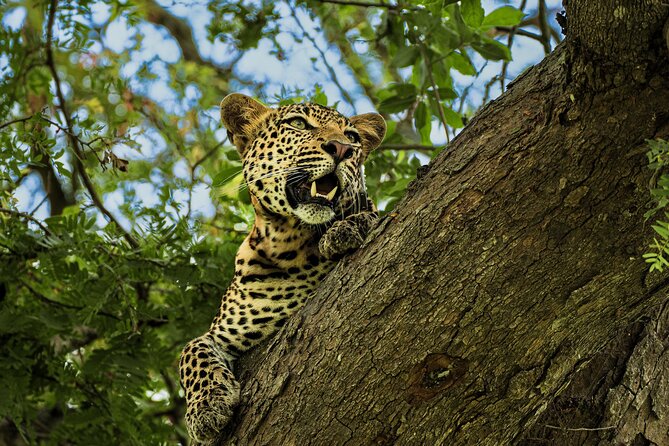 From Zanzibar: Mikumi Safari Day Trip with Flights and Meal - Key highlights at a glance