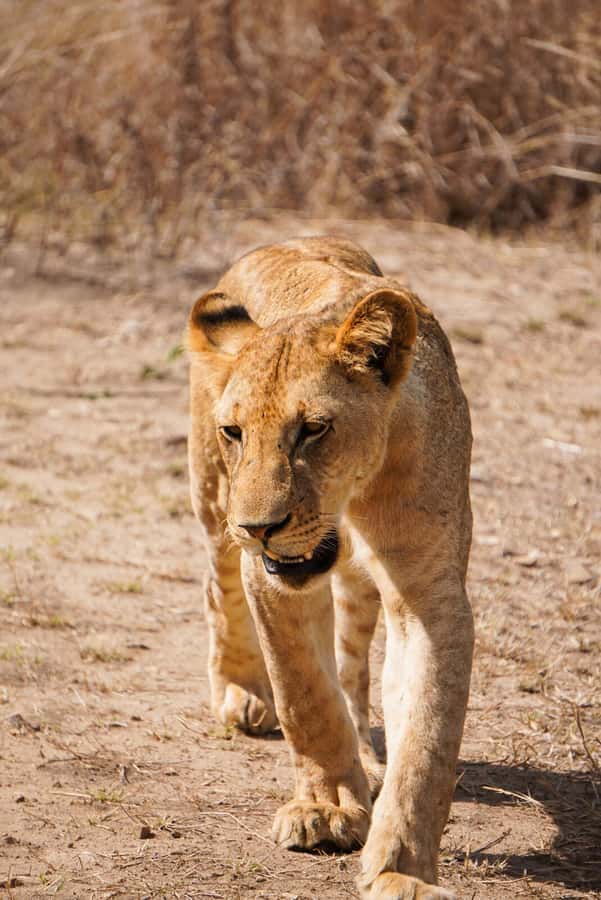 From Zanzibar: Mikumi Safari Day Trip with Flights and Meal - Who should book this, and who should skip it