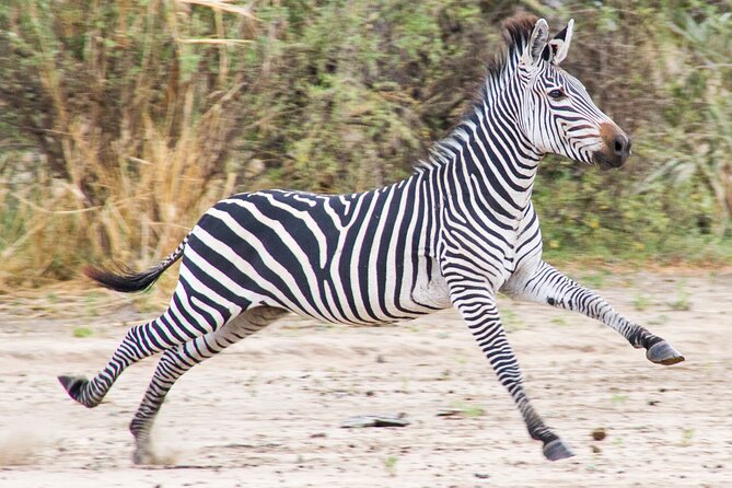 From Zanzibar: Mikumi Safari Day Trip with Flights and Meal - Fly from Zanzibar to Mikumi, then hunt wildlife for real