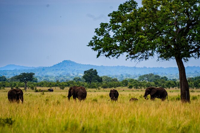 From Zanzibar: Mikumi Safari Day Trip with Flights and Meal - The shared game drive in Mikumi: how you actually get sightings