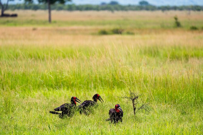 From Zanzibar: Mikumi Safari Day Trip with Flights and Meal - Lunch in the bush around 13:00: what to expect and what to pack
