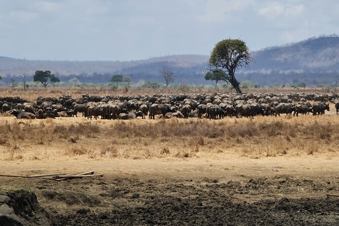 From Zanzibar: Mikumi Safari Day Trip with Flights and Meal - The afternoon drive and the 14:30 airstrip timing