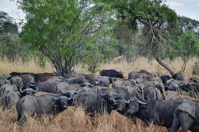 From Zanzibar: Mikumi Safari Day Trip with Flights and Meal - Guides make the difference: from Salim to Amos to Elias