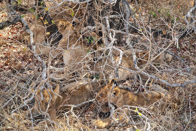 From Zanzibar: Mikumi Safari Day Trip with Flights and Meal - Morning hotel pickup to the airstrip: why the early start matters