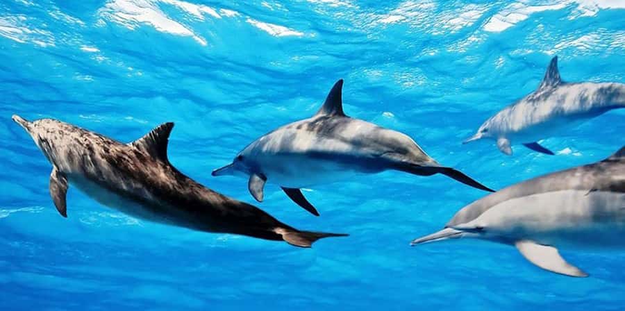 From Zanzibar: Mnemba Boat Tour with Snorkeling & Dolphine - Key Things I’d Watch Before You Go