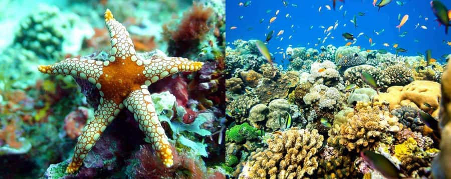 From Zanzibar: Mnemba Boat Tour with Snorkeling & Dolphine - Gear, guides, and the small comforts that help you enjoy the day