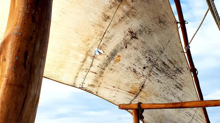 From Zanzibar: Mnemba Boat Trip Dolphins Adventure trip - Key Highlights You’ll Actually Care About