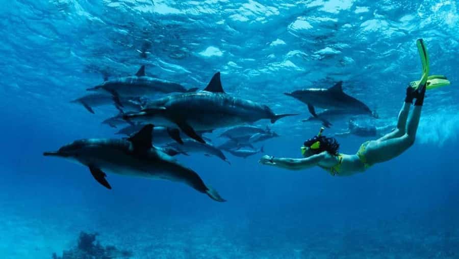 From Zanzibar: Mnemba Boat Trip Dolphins Adventure trip - Dolphins and Mnemba Reef in a Tight Half-Day Plan