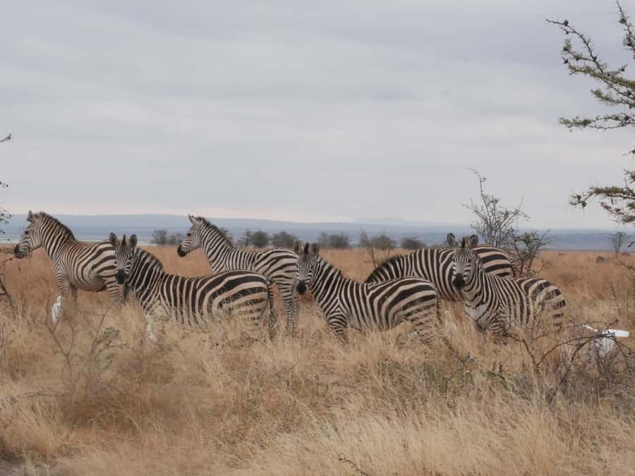 From Zanzibar: Nyerere National Park Game Drive with Lunch - Key highlights that matter