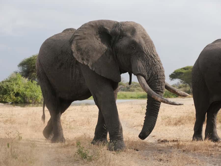 From Zanzibar: Nyerere National Park Game Drive with Lunch - A fast Zanzibar flight into real safari time