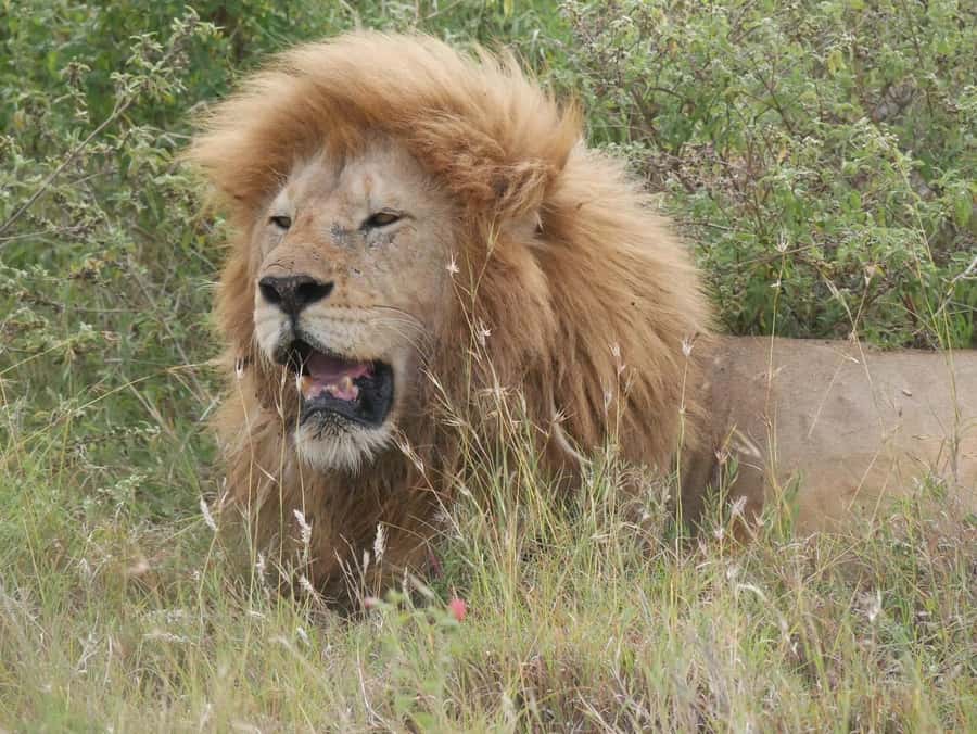 From Zanzibar: Nyerere National Park Game Drive with Lunch - Hotel pickup and the Zanzibar airport handoff