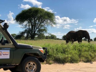 Nyerere National Park Game Drive with Lunch