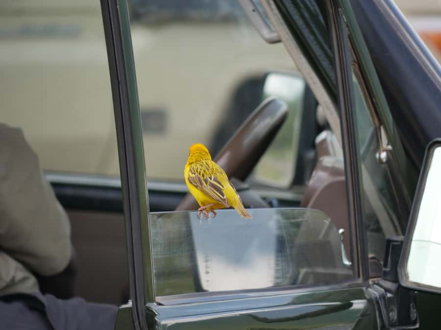 From Zanzibar: Nyerere National Park Game Drive with Lunch - Flying into Mtemere airstrip, near the park entrance