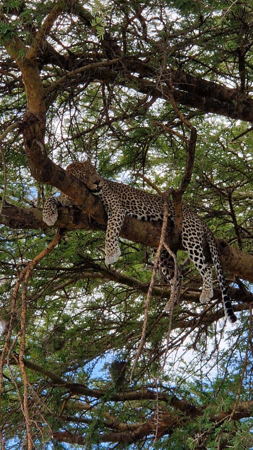 From Zanzibar: Nyerere National Park Game Drive with Lunch - What makes the guide experience count