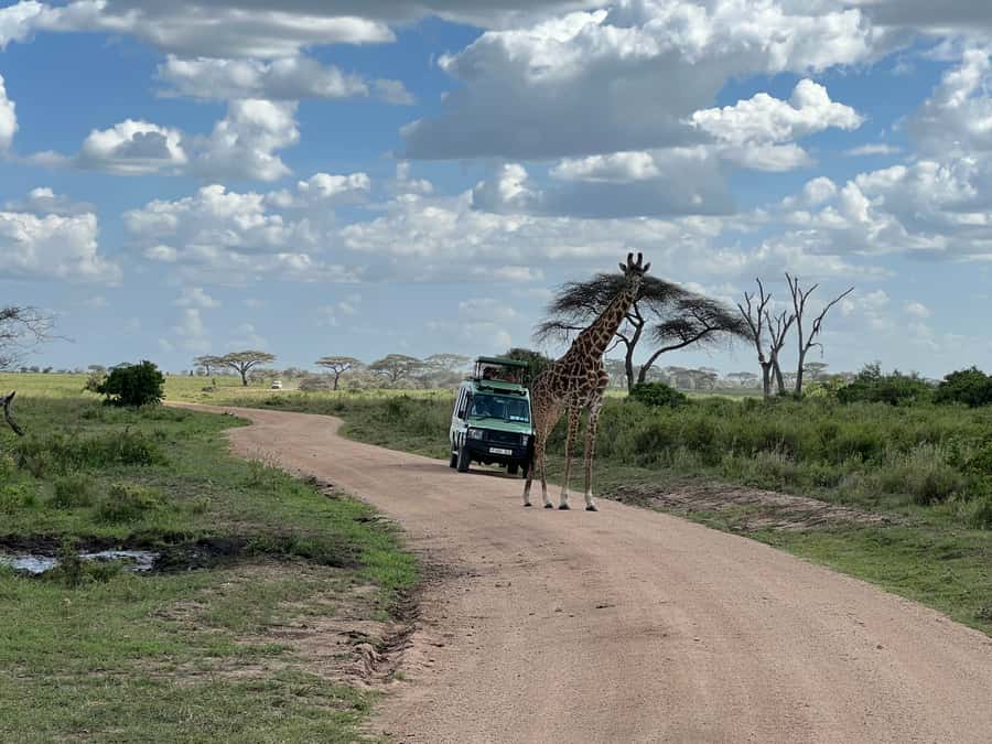 From Zanzibar: Nyerere National Park Game Drive with Lunch - Return flight and the reality of a long day