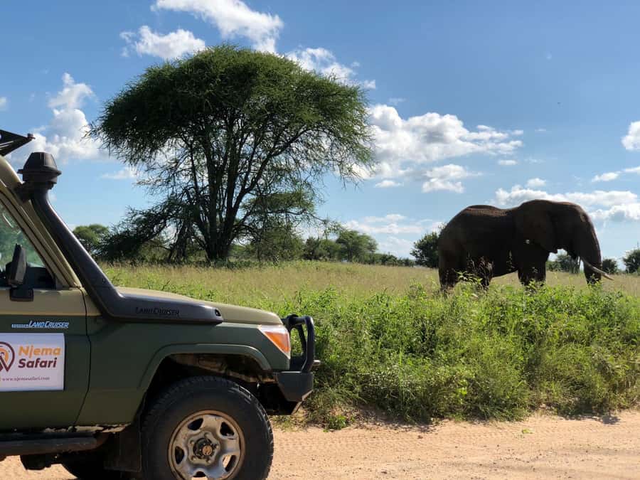 From Zanzibar: Nyerere National Park Game Drive with Lunch - The day’s timeline, and why it works