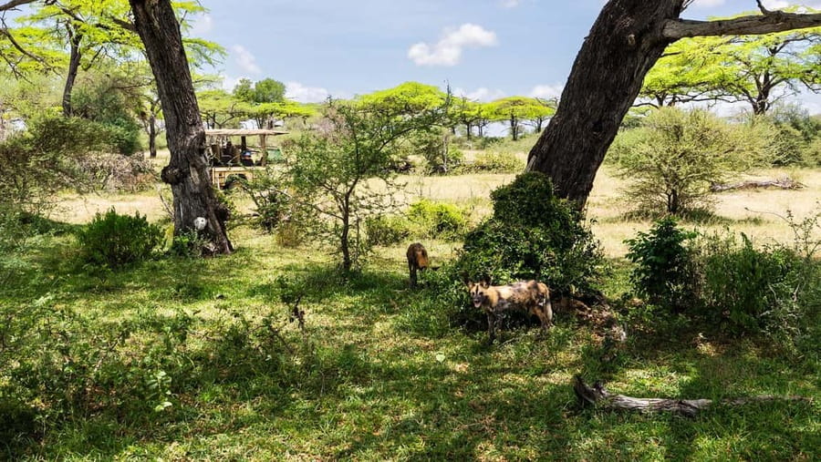 From Zanzibar: Overnight Selous G.R. Safari with Flights - Key Highlights You’ll Actually Care About