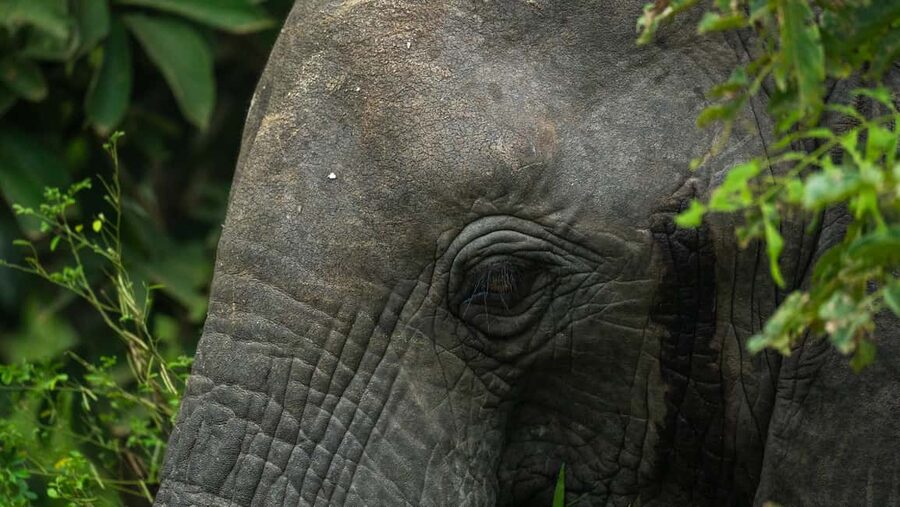 From Zanzibar: Overnight Selous G.R. Safari with Flights - Two Full Days in Nyerere: Game Drives, Coffee Breaks, and Bush Lunch Rhythm