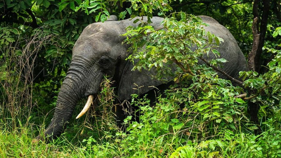 From Zanzibar: Overnight Selous G.R. Safari with Flights - The Guides and Drivers: Why Names Matter on Safari