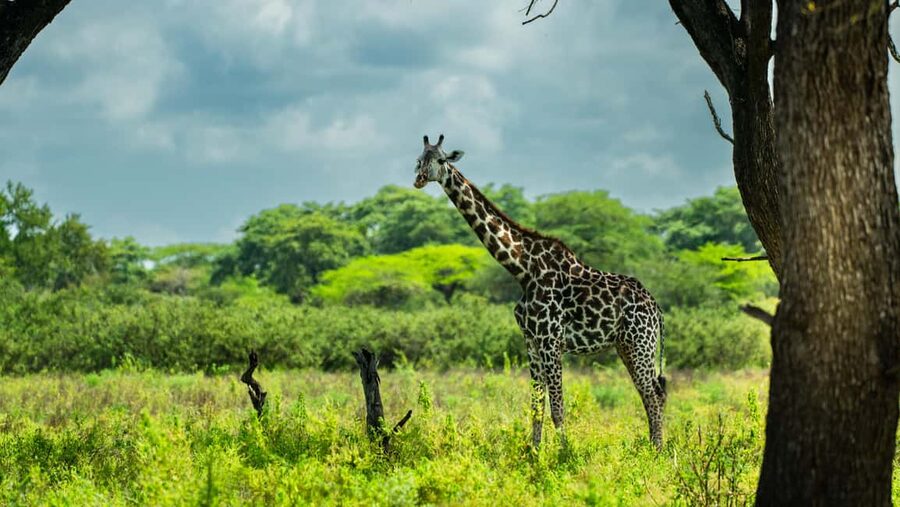 From Zanzibar: Overnight Selous G.R. Safari with Flights - Zanzibar to Selous: the Flight That Turns the Trip Into a True Safari