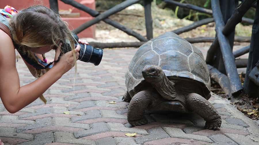 From Zanzibar: Prison Island With Nakupenda Tour - A Half-Day Plan That Mixes Tortoises and Beach Time
