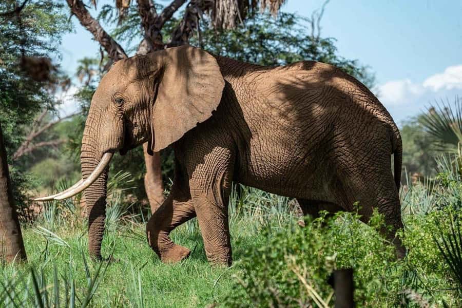From Zanzibar: Selous Game Reserve Full-Day Safari - Zanzibar to Nyerere in 10 hours: what the timing really means