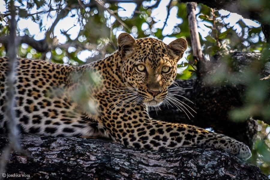 From Zanzibar: Selous Game Reserve Full-Day Safari - Inside Nyerere National Park: 7 hours of real wildlife time