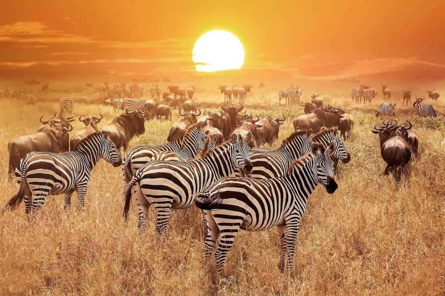 From Zanzibar: Selous Game Reserve Full-Day Safari - The walk and free time: what to expect and how to be ready