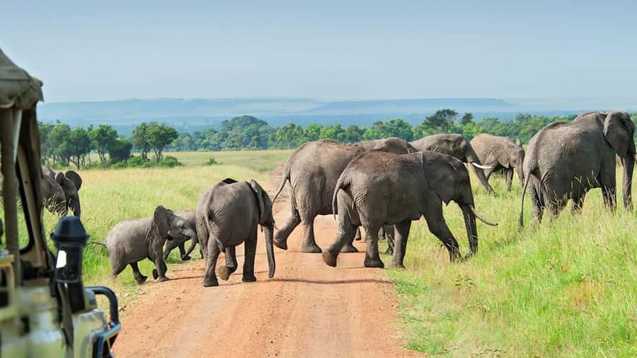 From Zanzibar: Selous Game Reserve Full-Day Safari - Guide quality and small-group feel that changes the day