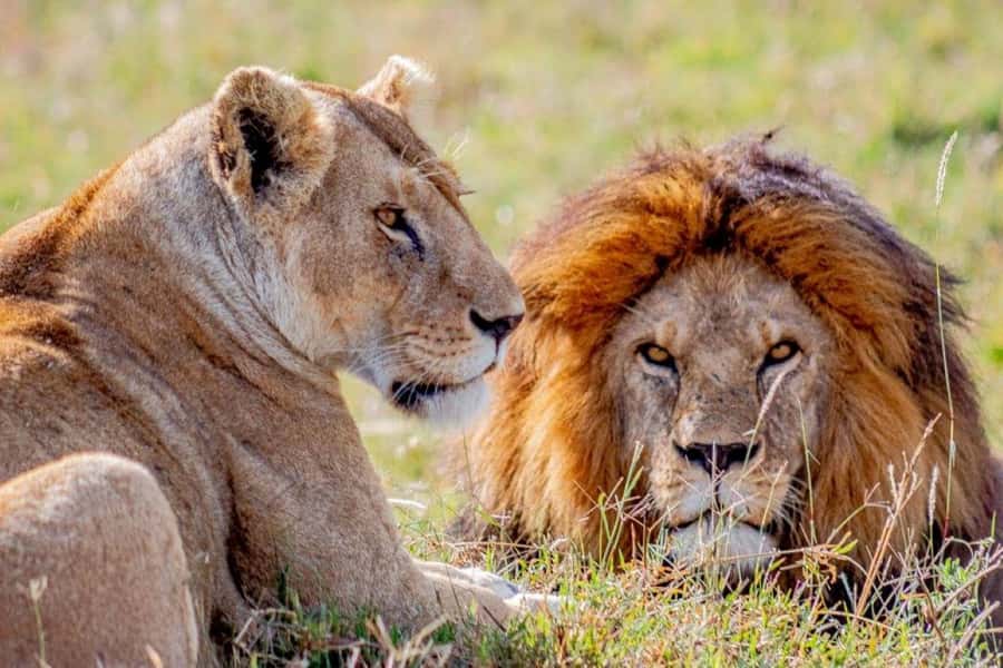 From Zanzibar: Selous Game Reserve Full-Day Safari - The early 5:30 pickup and the domestic flight